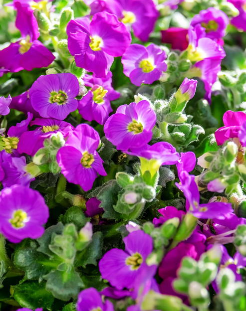 Aubrieta cultorum `Royal Red`